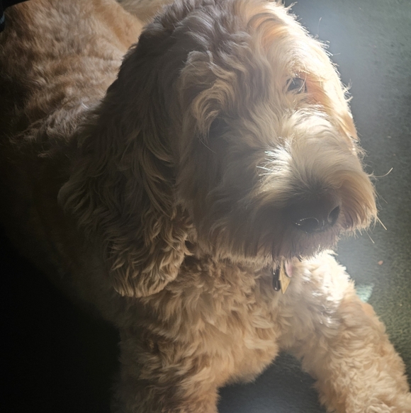 Meet your Posher, Amy - Picture 8 of 8